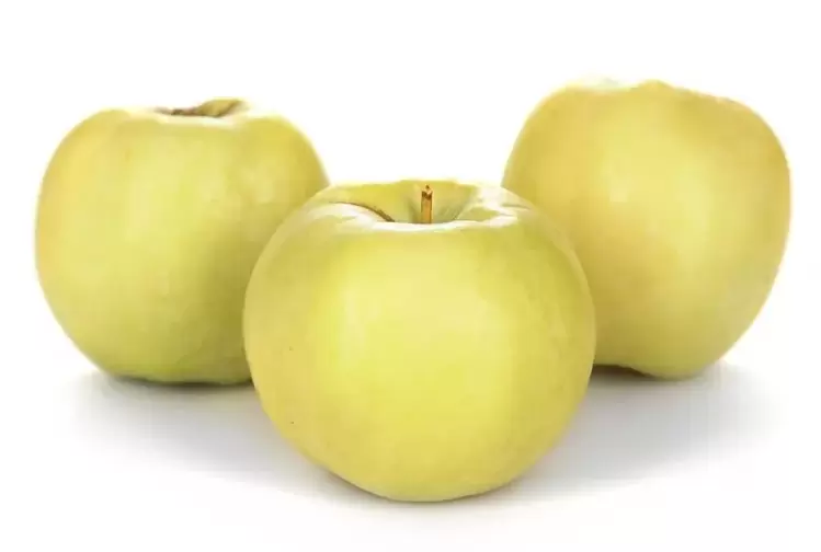 mazás para o tratamento de varices