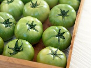 tomates non maduros para varices